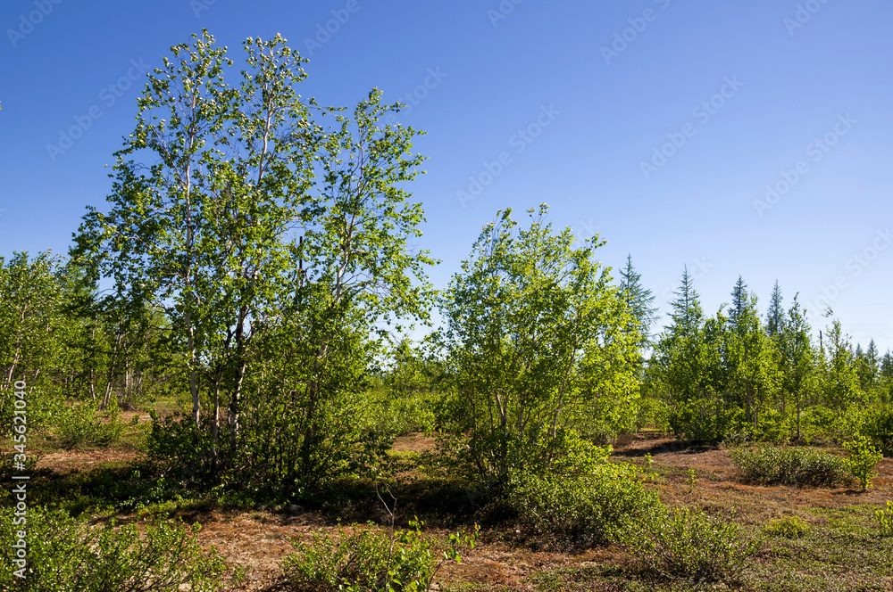 Obraz premium Birch grove and bright blue sky. Green trees in the summer forest. Travel on nature. Landscapes, North