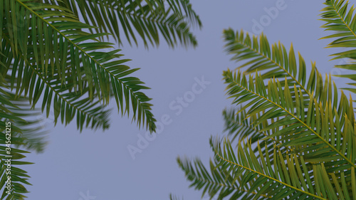 Wallpaper Mural 3d render of green palm leaves on blue background. Foliage with the depth of field. Torontodigital.ca