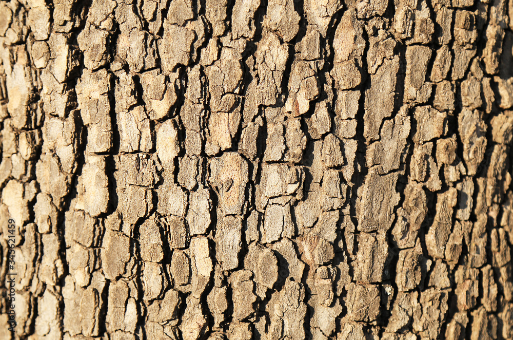 Tree bark, relief pattern of bark, texture for design, protection of trees as a filter and light planets. Concept of forest conservation Tree bark, relief pattern of bark, texture for design, protection of trees as a filter and light planets. Concept of forest conservation