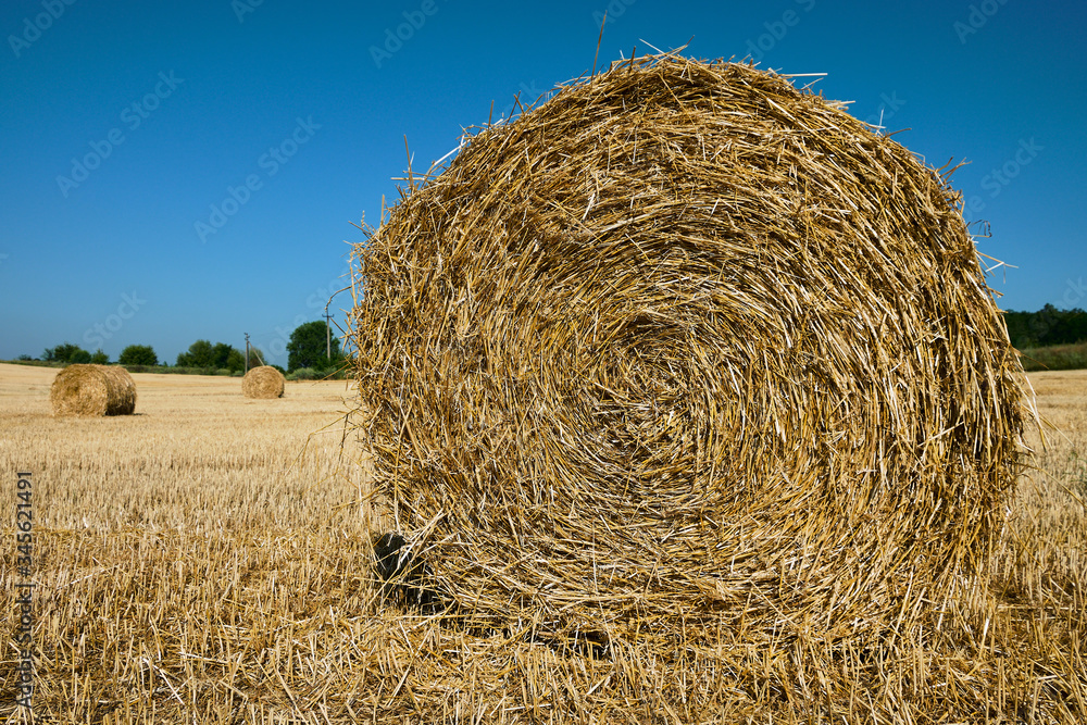 Fresh Hay bales in agriculture stubble field under blue sky during wheat harvest time Fresh Hay bales in agriculture stubble field under blue sky during wheat harvest time