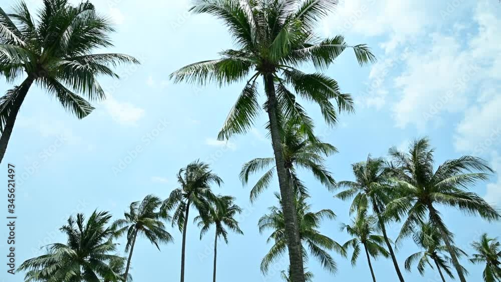 Tropical palm tree with sun light on blue sky. Summer vacation and nature travel adventure concept. Coconut palm trees . Tropical palm tree with sun light on blue sky. Summer vacation and nature travel adventure concept. Coconut palm trees .