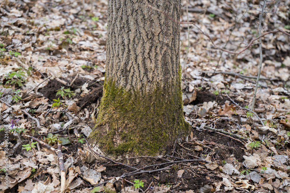 Moss on a tree on the north side. Green moss in the forest Moss on a tree on the north side. Green moss in the forest