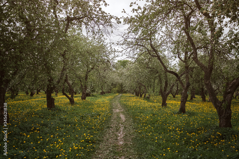 Naklejka premium flowering apple trees among a field of dandelions.