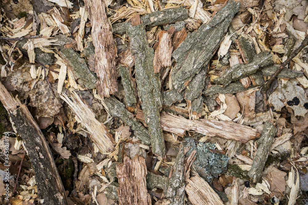 .texture with tree bark. Wooden filings wallpaper on background .texture with tree bark. Wooden filings wallpaper on background