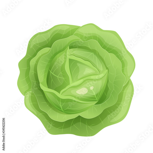 Green fresh cabbage with green leaves  healthy food  vegetables vector.