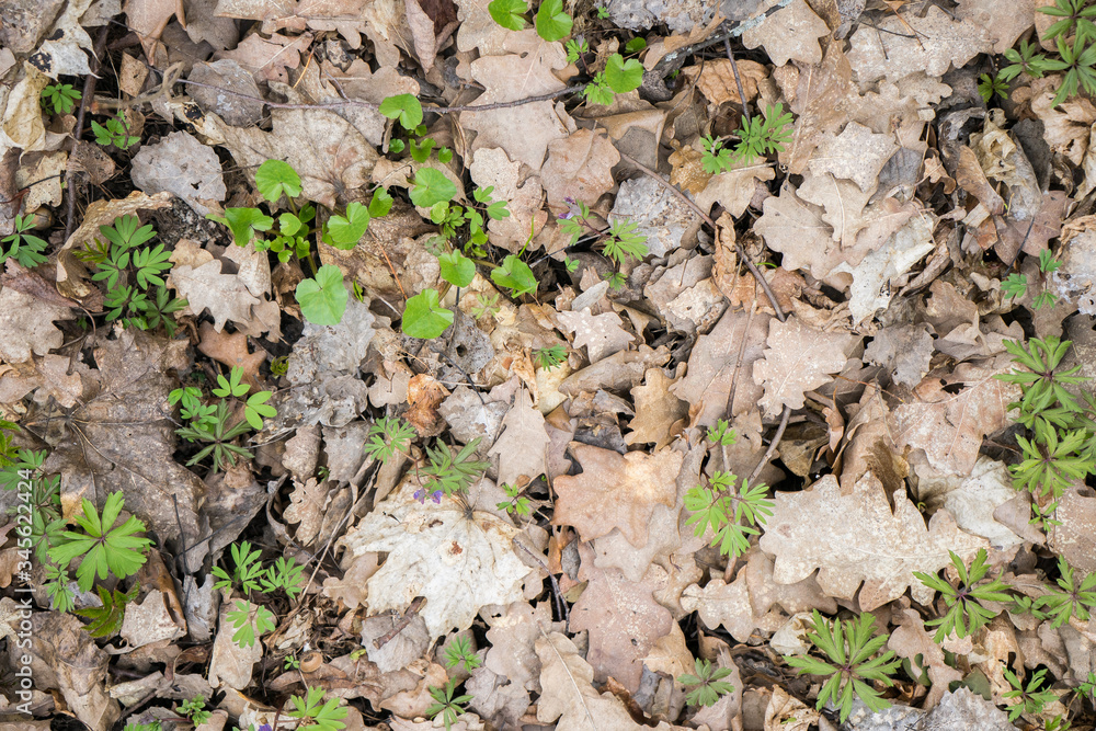 .dry leaves and grass sprouts texture background. Oak leaves and microgreen on the wallpaper .dry leaves and grass sprouts texture background. Oak leaves and microgreen on the wallpaper