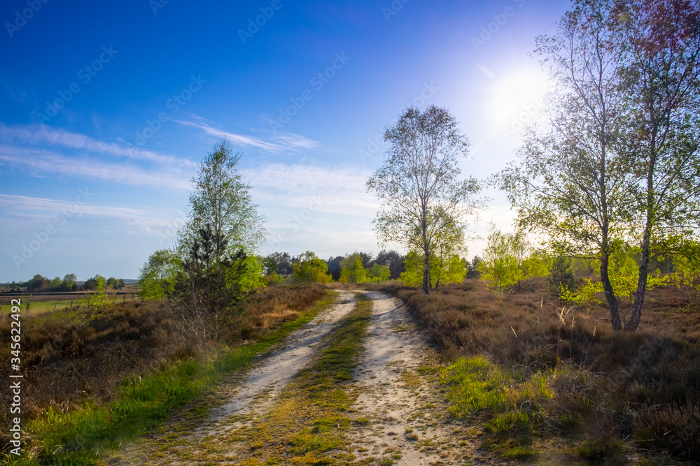 Lane running through the spring deciduous forest at sunset. Lane running through the spring deciduous forest at sunset.