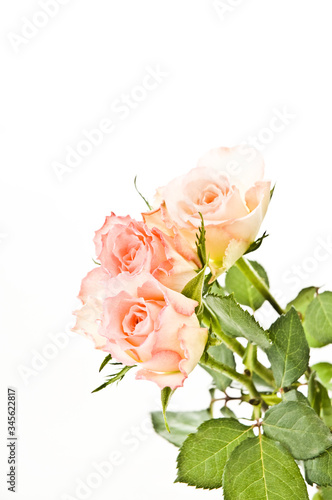 Pink Roses on White Background