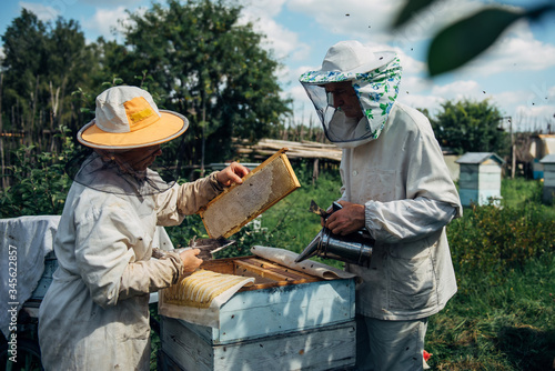 Beekeepers near beehive to ensure health of bee colony or honey harvest. Beekeepers in protective workwear inspecting honeycomb frame at apiary. Two elderly farmers collect organic honey.