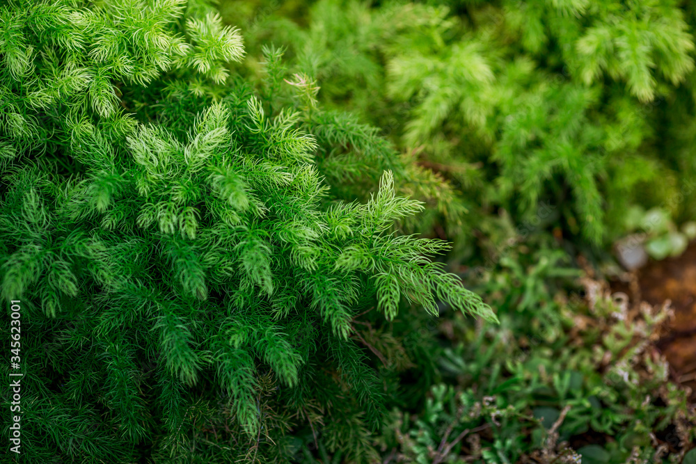 Close-up view of the various plants planted in the park,for the beauty of the spectators,fresh and comfortable,while resting during the day Close-up view of the various plants planted in the park,for the beauty of the spectators,fresh and comfortable,while resting during the day