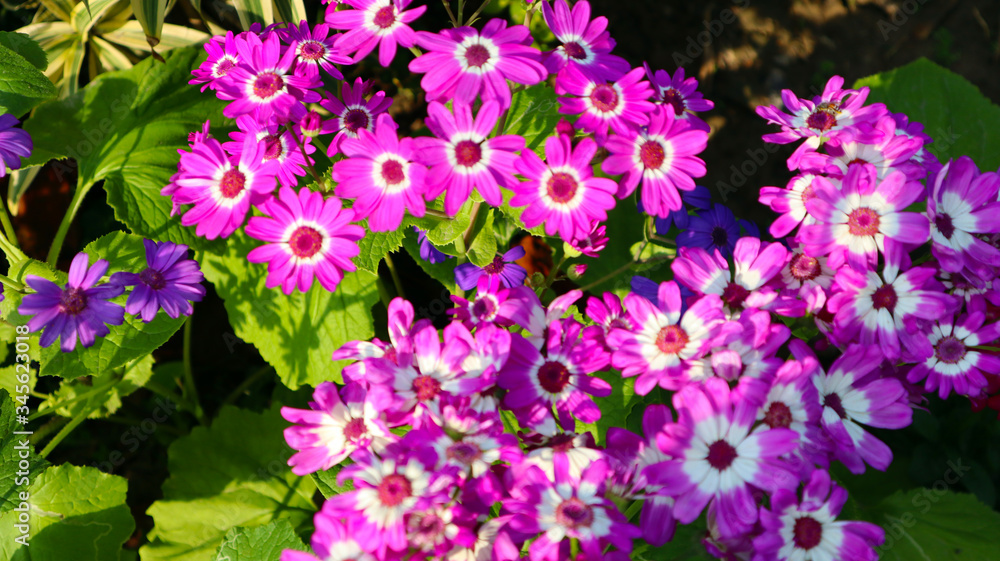 pink, white and violet flower bunch in garden pink, white and violet flower bunch in garden