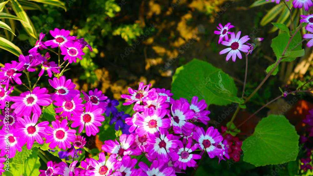 pink, white and violet flower bunch in garden pink, white and violet flower bunch in garden