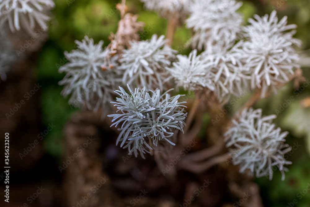 Close-up view of the various plants planted in the park,for the beauty of the spectators,fresh and comfortable,while resting during the day Close-up view of the various plants planted in the park,for the beauty of the spectators,fresh and comfortable,while resting during the day