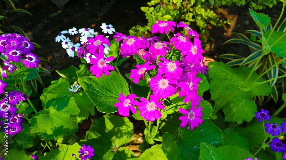 pink, white and violet flower bunch in garden pink, white and violet flower bunch in garden
