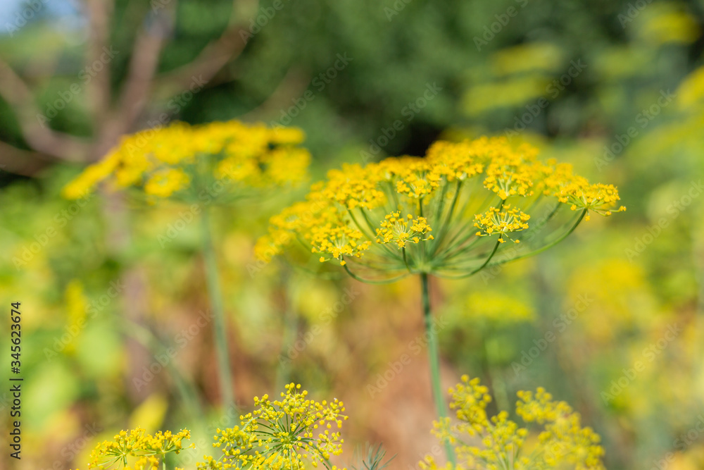 Spices and herbs. Umbrella blooming yellow dill flowers close-up. Concept of gardening and harvest Spices and herbs. Umbrella blooming yellow dill flowers close-up. Concept of gardening and harvest