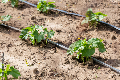 Fototapeta Dry soil during drought and the heat of the summer with an agricultural irrigation system in a garden