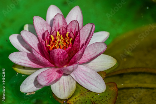 Beautiful soft pink water lily floating on bright green water background - Nymphaea