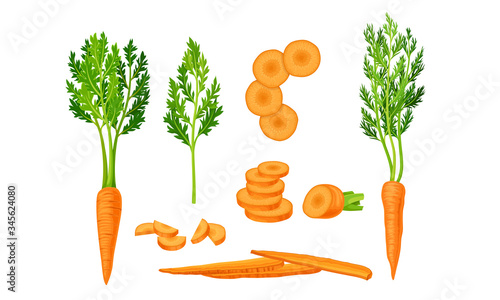 Whole and Chopped Carrot with Top Leaves Vector Set