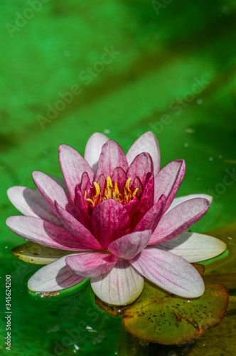 Beautiful soft pink water lily floating on bright green water background - Nymphaea