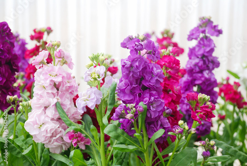 Matthiola incana flower, stock flowers, cut flowers in nursery, full bloom.