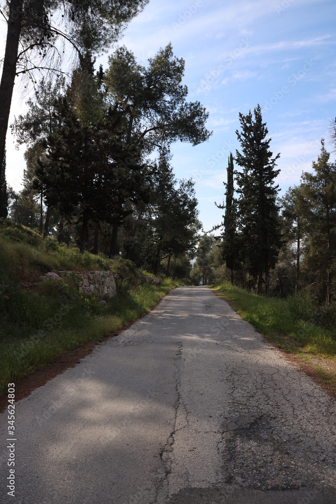 road in the forest