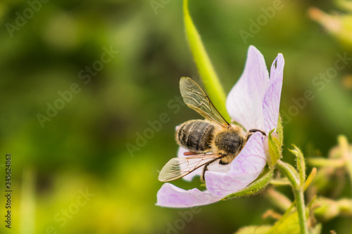 Drone, male bee feeds on pink flower pollen, meadow scene. Cloeseup, macro photo of meal time of an insect.