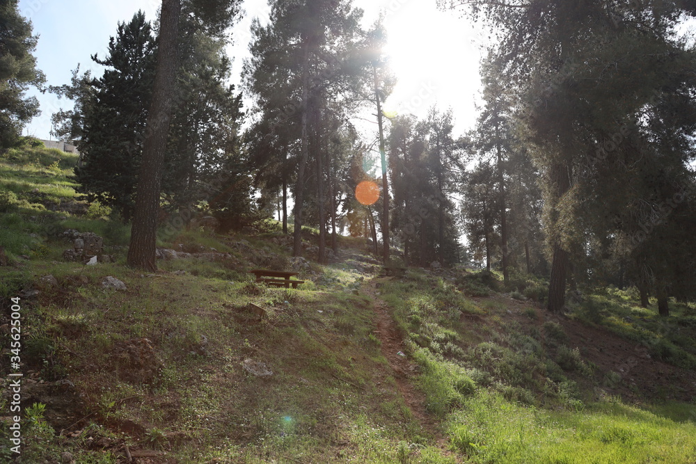 Fototapeta premium road in the forest