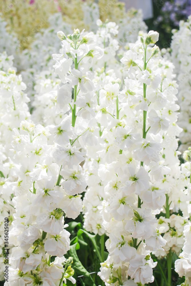 Matthiola incana flower, stock flowers, cut flowers in nursery, full bloom. Matthiola incana flower, stock flowers, cut flowers in nursery, full bloom.
