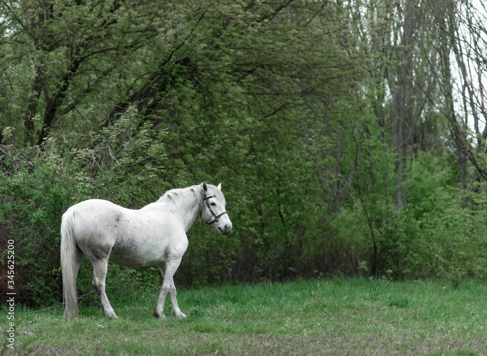 white horse in a meadow