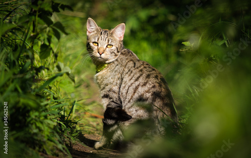 Photography Cat in the wild