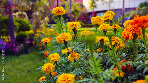 Signet Marigold Flower on Blooming Season