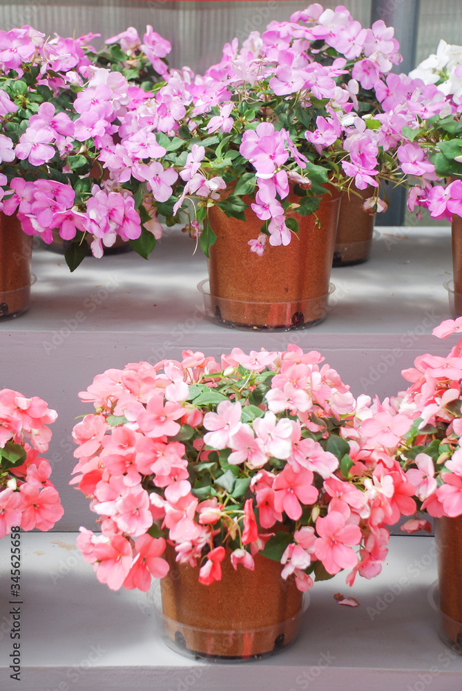pink and purple impatiens in potted, scientific name Impatiens walleriana flowers also called Balsam, flowerbed of blossoms