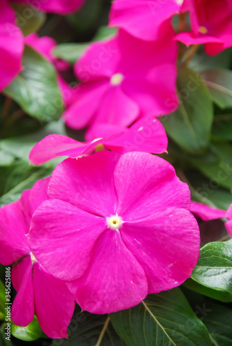 foliage vinca flowers, rose vinca flowers (madagascar periwinkle)