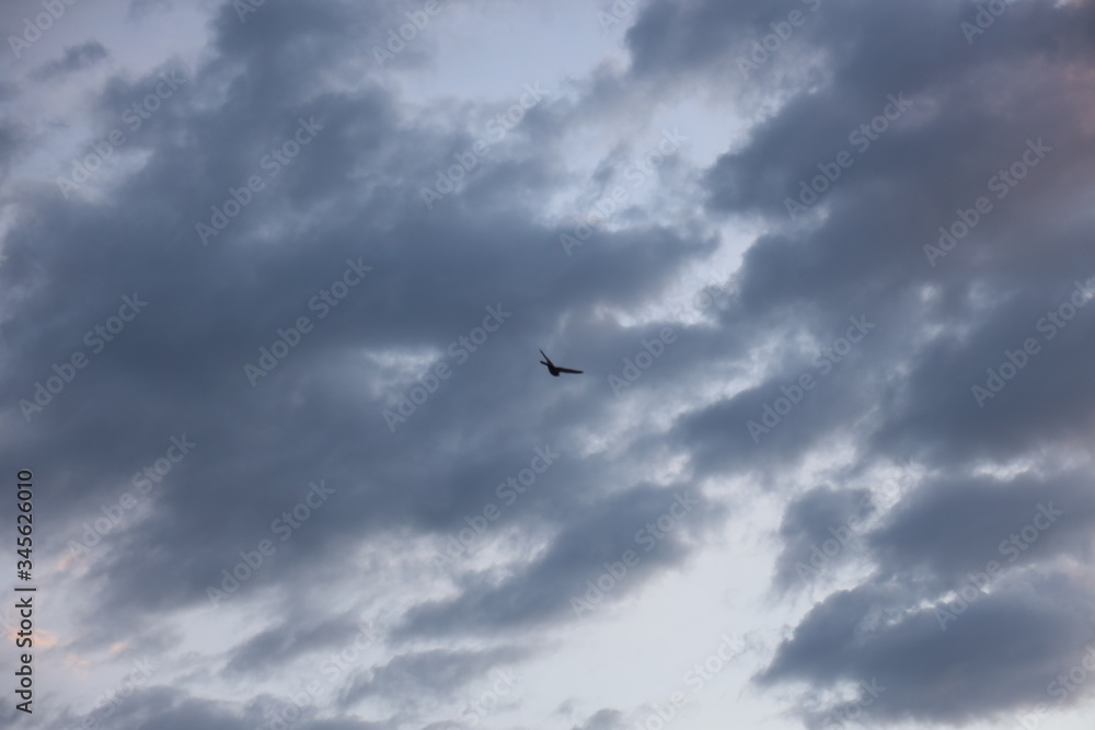 A bird over a cloudy sky