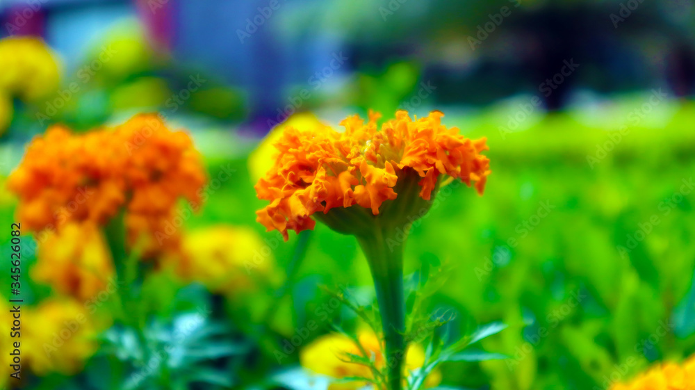 Signet Marigold Flower on Blooming Season Signet Marigold Flower on Blooming Season