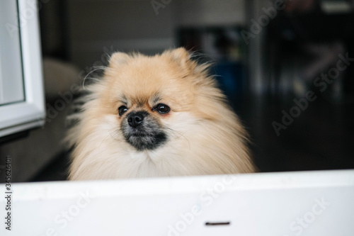 Pomeranian dog looking out the window. close-up