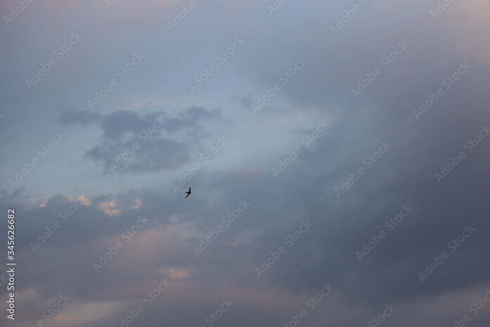 A bird in a cloudy sky
