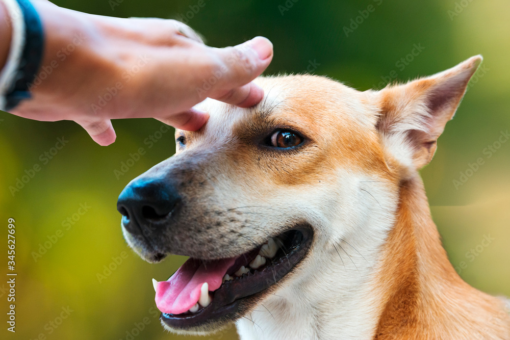 dog happy and dog hand