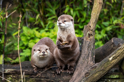 Photos Two Oriental small-clawed otters