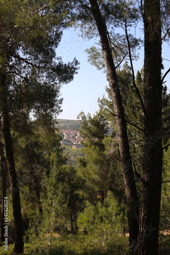 trees in the forest