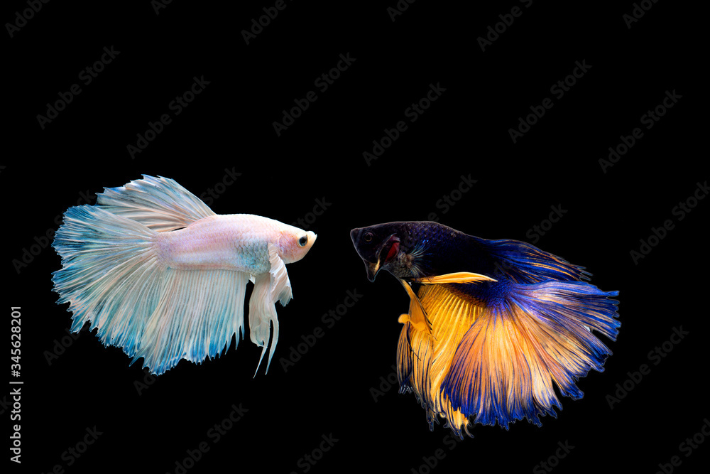 Two thai fighting fish beautiful color Two thai fighting fish beautiful color