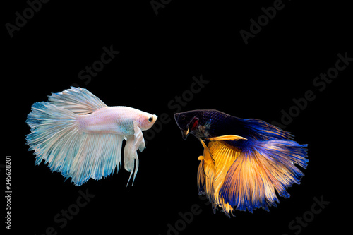 Two thai fighting fish beautiful color
