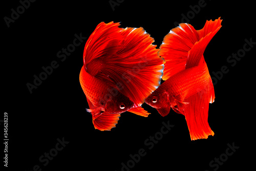 Red Siamese fighting fish, on black background.