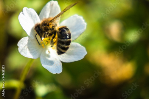 Biene auf Buschwindröschen
