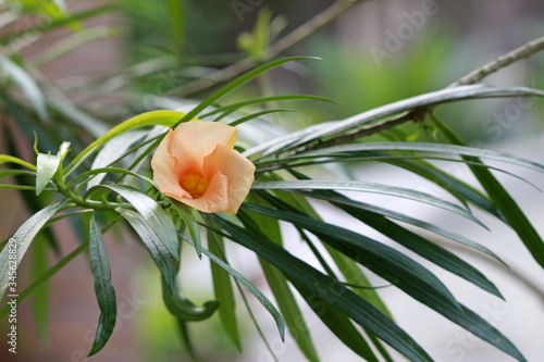 A single delicate salmon pink colored Cascabela thevetia flower growing on a tree photo