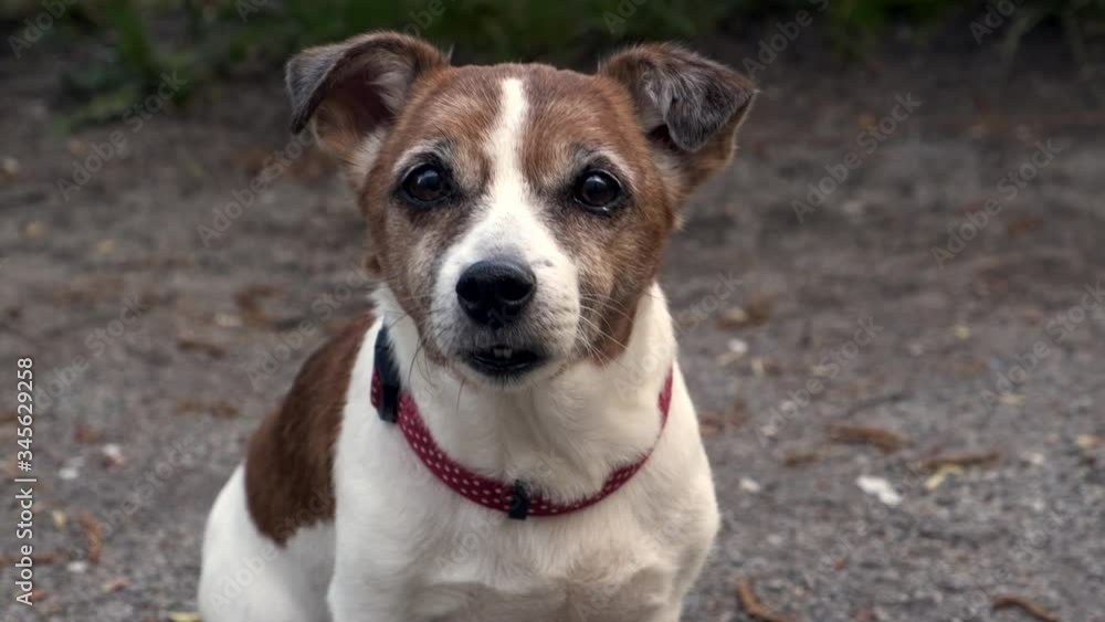 Portrait dog breed Jack Russell Terrier looking at the camera. Portrait dog breed Jack Russell Terrier looking at the camera.