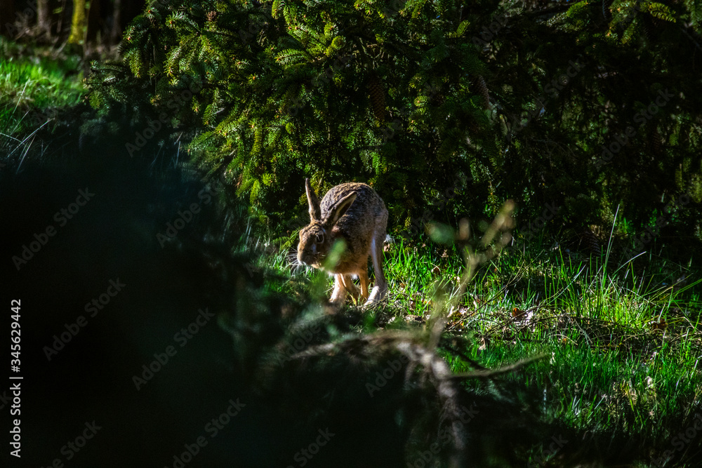 Feldhase im Wald Feldhase im Wald