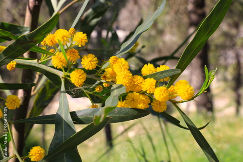 yellow flowers in the garden