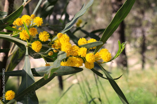 yellow flowers in the garden