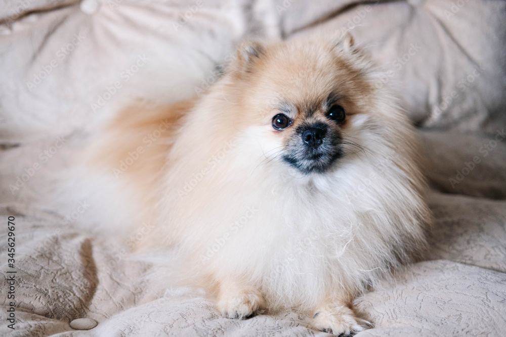 Pomeranian the dog is lying on the couch and is sad. Pomeranian the dog is lying on the couch and is sad.